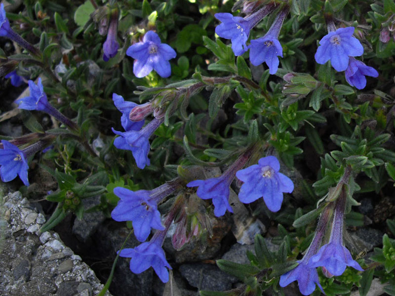 Lithodora diffusa photo